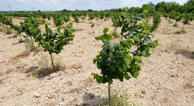 Szántó helyett mogyoró: megoldás az agrárium gondjára?